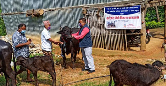 ‘एक घर एक भैंसी, खाँउ दुध नखाउँ रक्सी’